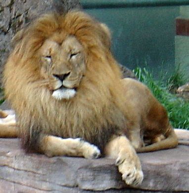 lion.jpg