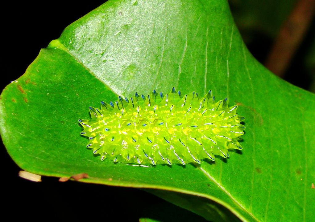 jewel02.jpg