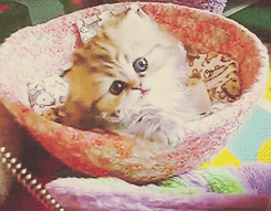 tumblr_m4ld63gayr1qldexco4_250.gif