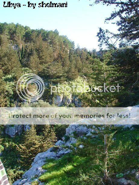 Libyanforest7.jpg