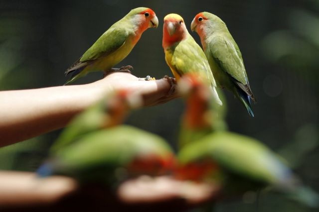 beautiful_birds_of_the_world_640_03.jpg
