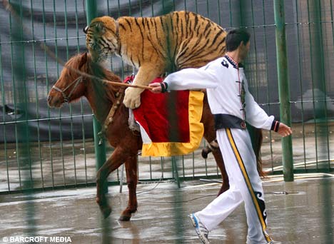 TigerBAR0602_468x342.jpg
