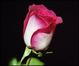 roses-best.jpg