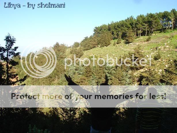 Libyanforest38.jpg