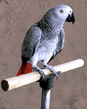 african_greay-parrot4.jpg