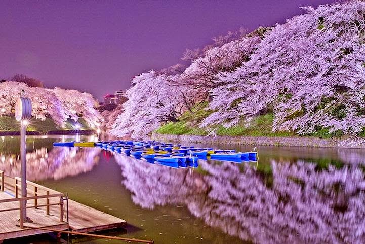 sakura5.jpg