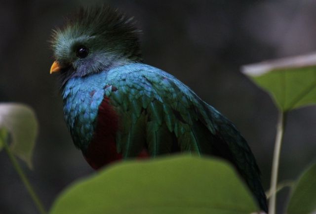 beautiful_birds_of_the_world_640_01.jpg