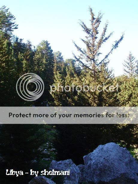 Libyanforest13.jpg