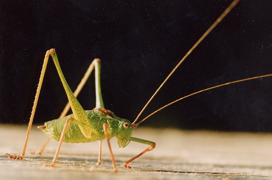 a-cricket.JPG