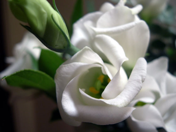 2004.02.20_white_flower.jpg