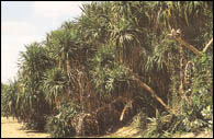 KADITREE.JPG