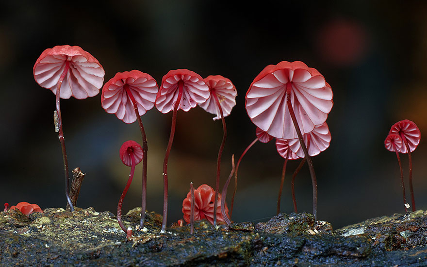mushroom-photography-110__880.jpg
