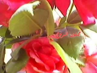 spm_a018.jpg