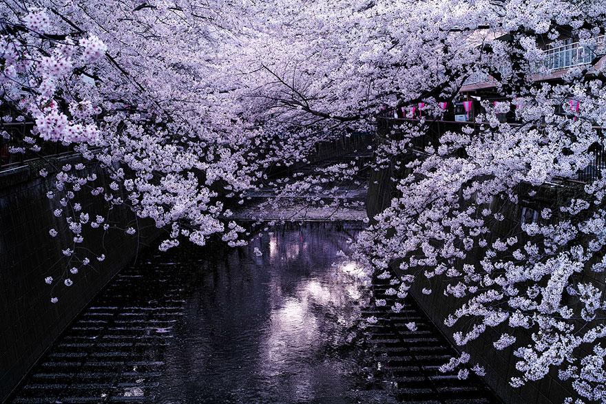 cherry-blossom-sakura-1.jpg