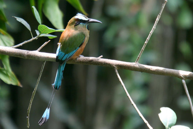 beautiful_birds_of_the_world_640_29.jpg