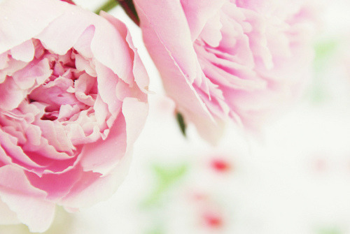 tumblr_li3s50W03g1qd5b4ro1_500.jpg
