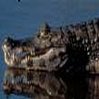 Crocodile.jpg