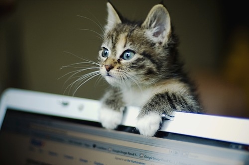 animal-cat-computer-cute-internet-Favim.com-128916.jpg