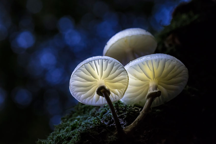 mushroom-photography-292__880.jpg