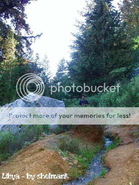 Libyanforest29.jpg