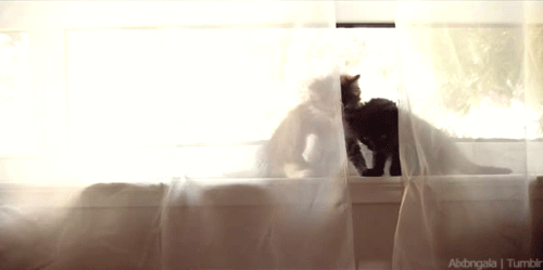 tumblr_mazeswGzRY1qbxi45o1_500.gif