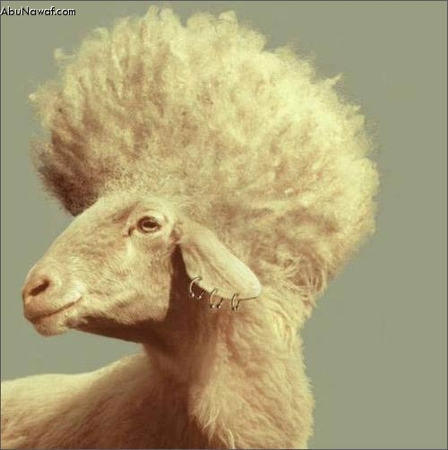sheep1.jpg