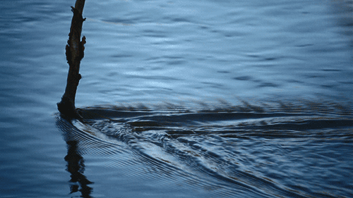 tumblr_nb7hgn5ffu1rt3nb3o1_500.gif