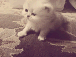 tumblr_lrw0nv0Nxg1qfpssto2_250.gif