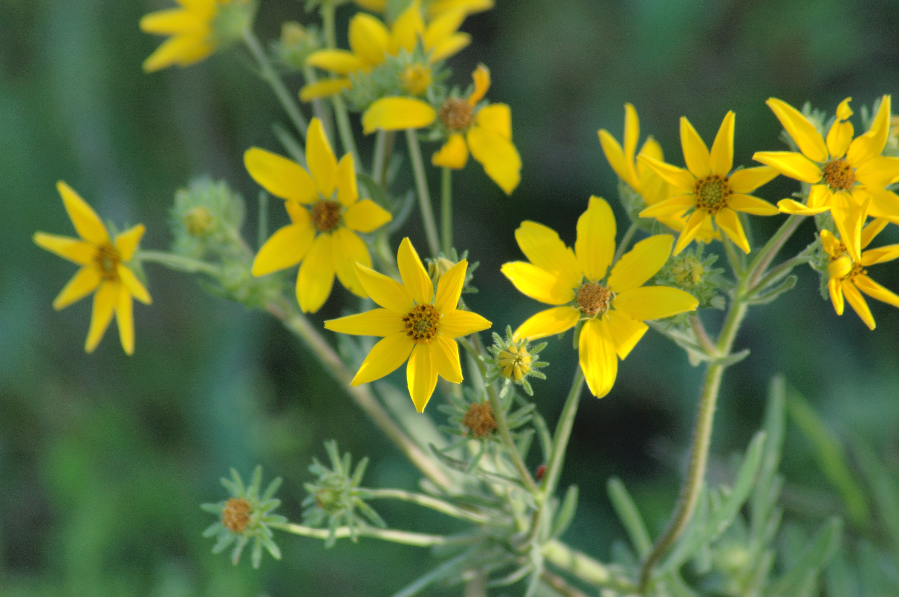 Yellow_flowers_2.jpg