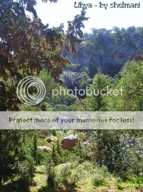 Libyanforest31.jpg