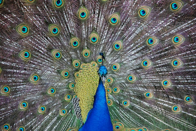 peacock-990x662.jpg