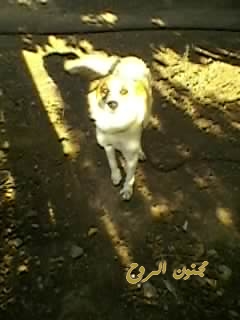 sp_a0219.jpg