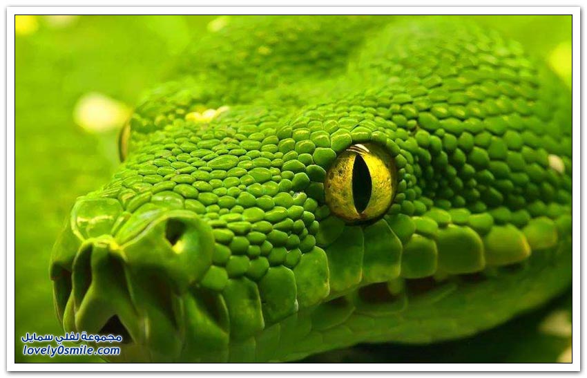 Snakes-beautiful-but-terrifying-01.jpg