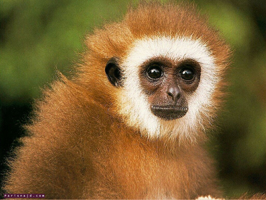 monkey_004.jpg