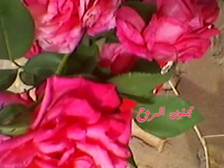 spm_a013.jpg