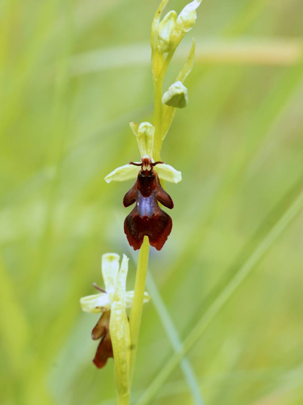 fly+orchid+10.jpg