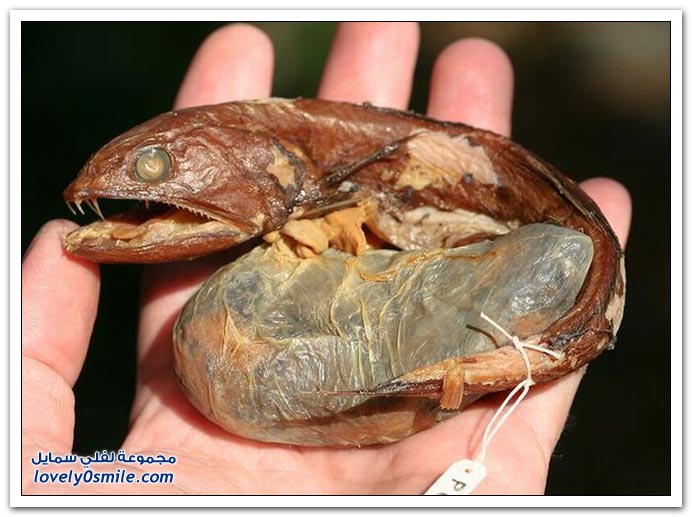 strange-fishes-08.jpg