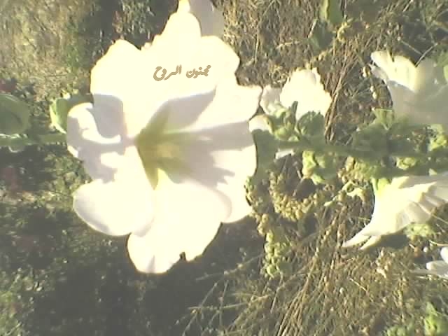spm_a028.jpg