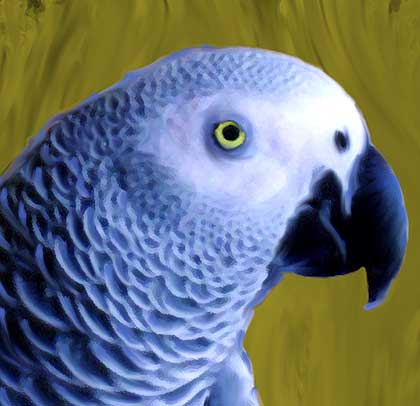 africangrey_2dt.jpg