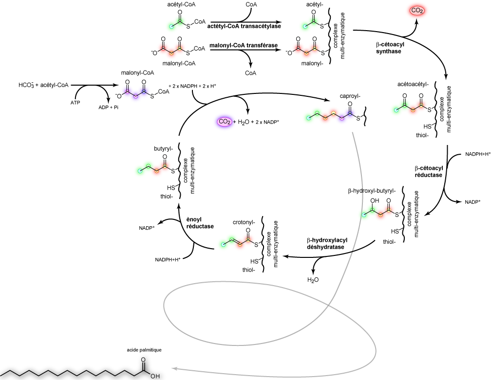 Palmitic_acid_synthesis_fr.png