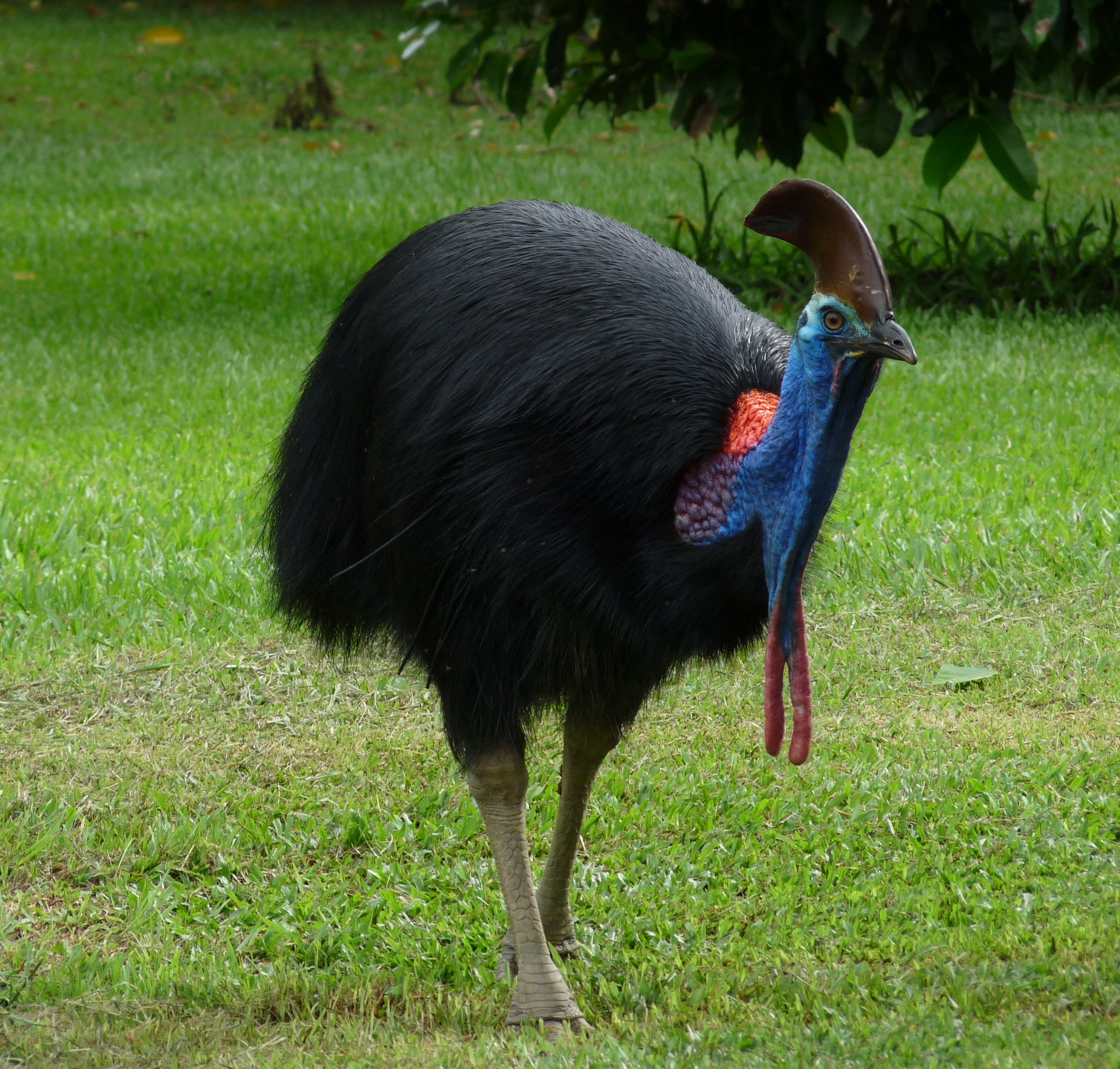 cassowary-drumming.jpg