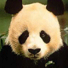 Panda.gif