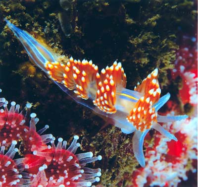 Nudibranch1.jpg