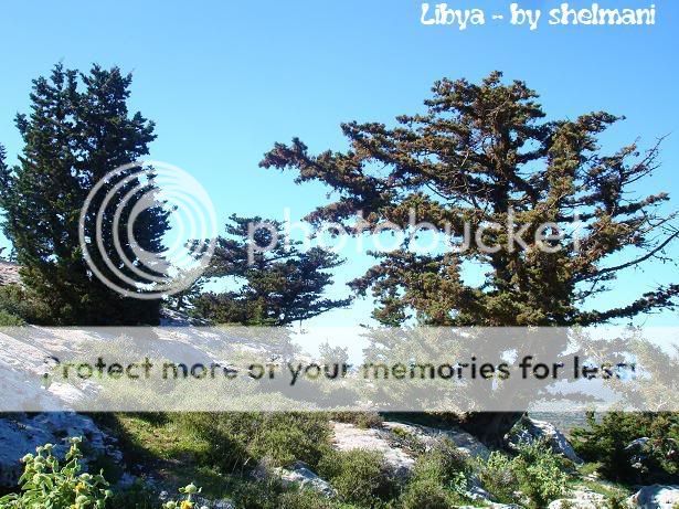 Libyanforest36.jpg