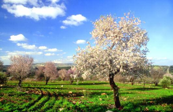 spring-552x356.png