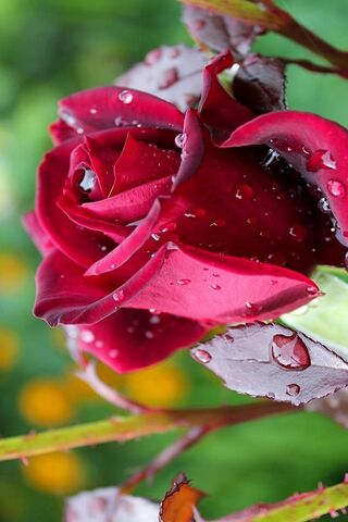 image130655.html