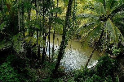 jungle.jpg