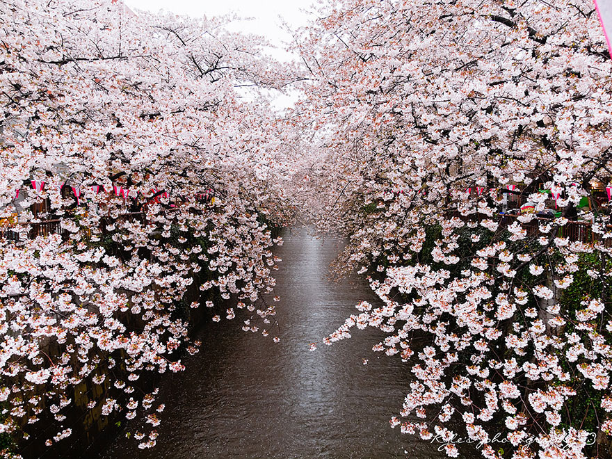 cherry-blossom-sakura-31.jpg