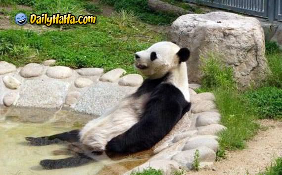 bear_chillin.jpg