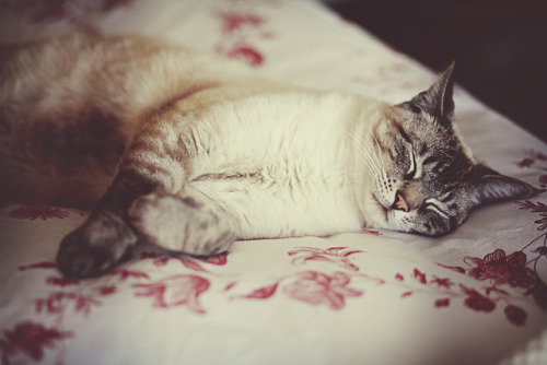 tumblr_mj8sgkFidH1qfs8xeo1_500.jpg